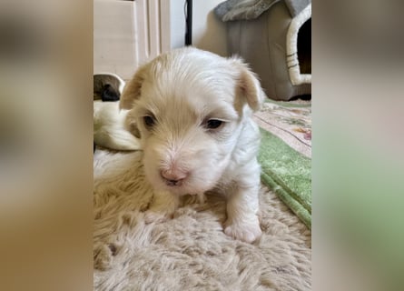 Havaneser Welpen reinrassig mit Ahnentafel