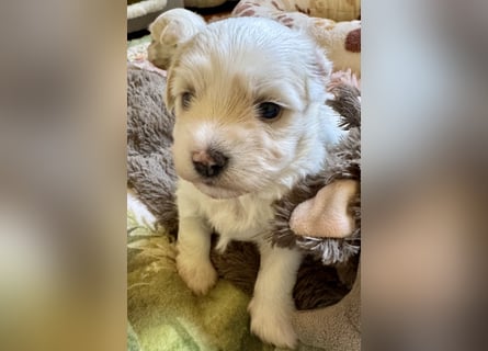 Havaneser Welpen reinrassig mit Ahnentafel