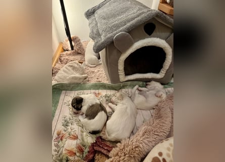 Havaneser Welpen reinrassig mit Ahnentafel