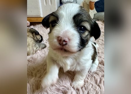 Havaneser Welpen reinrassig mit Ahnentafel