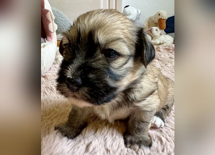 Havaneser Welpen reinrassig mit Ahnentafel