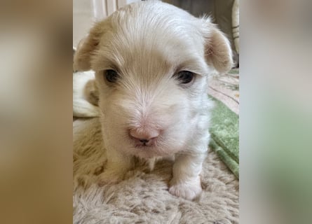 Havaneser Welpen reinrassig mit Ahnentafel