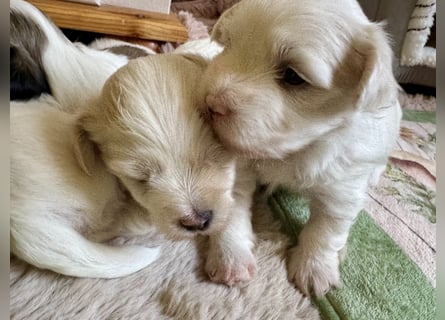 Havaneser Welpen reinrassig mit Ahnentafel