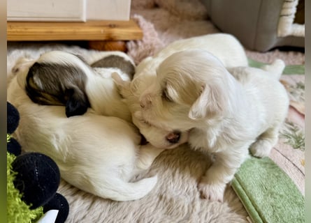 Havaneser Welpen reinrassig mit Ahnentafel