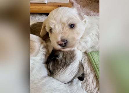 Havaneser Welpen reinrassig mit Ahnentafel