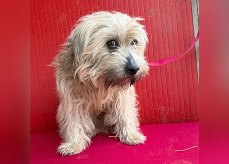 bildhübscher LION - 3 Jahre, 40cm - Havaneser-Mix