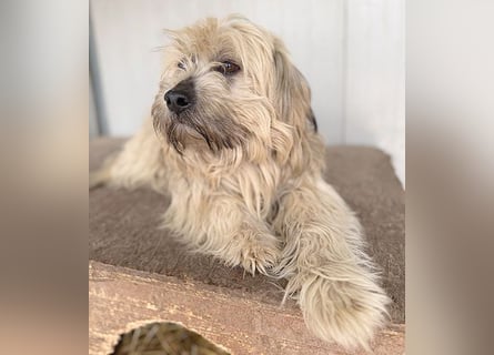 bildhübscher LION - 3 Jahre, 40cm - Havaneser-Mix