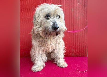 bildhübscher LION - 3 Jahre, 40cm - Havaneser-Mix