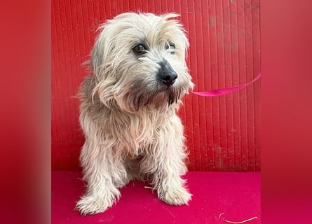 bildhübscher LION - 3 Jahre, 40cm - Havaneser-Mix