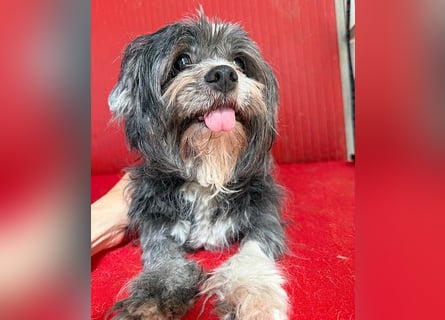 kleiner Engel auf 4 Pfoten SZANDY - 9 Jahre, 25cm/6kg - Havaneser-Mix