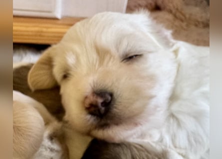 Ich bin der Balu Havaneser Welpe mit Ahnentafel