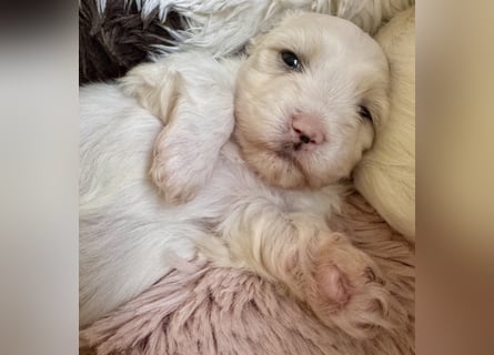 Bond Havaneser Welpe mit Ahnentafel