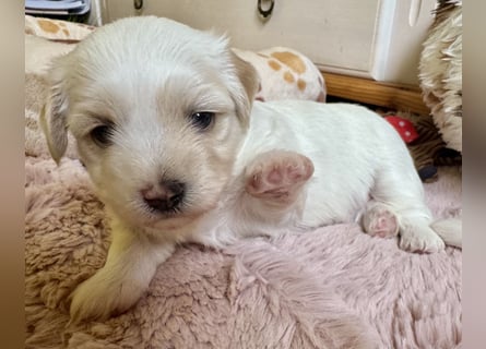 Ich bin der Balu Havaneser Welpe mit Ahnentafel