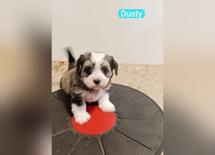 Bildschöne Havaneser Welpen mit Ahnentafel