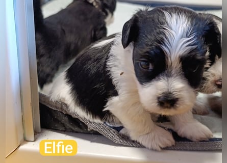 Bildschöne Havaneser Welpen mit Ahnentafel