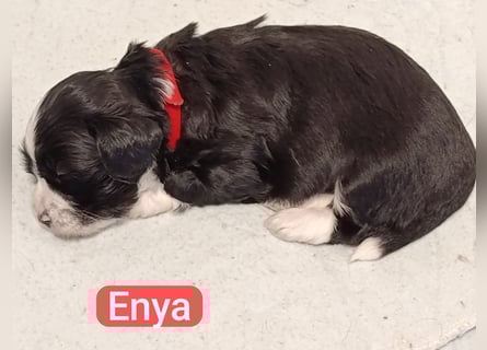 Bildschöne Havaneser Welpen mit Ahnentafel