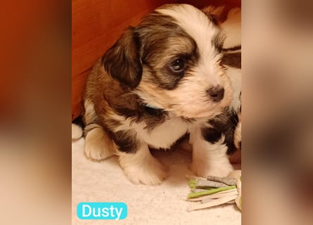 Bildschöne Havaneser Welpen mit Ahnentafel