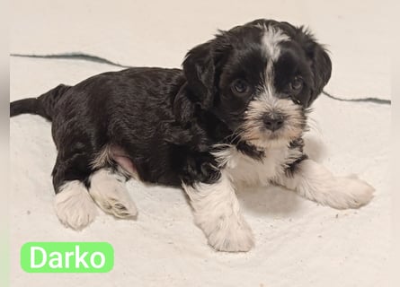 Bildschöne Havaneser Welpen mit Ahnentafel