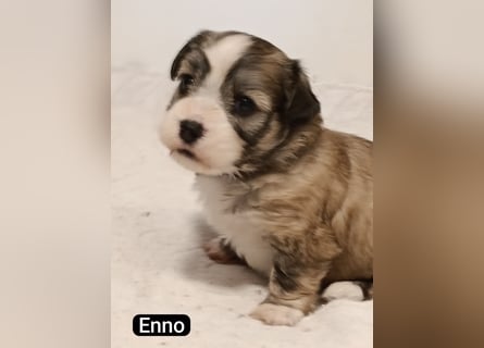 Bildschöne Havaneser Welpen mit Ahnentafel