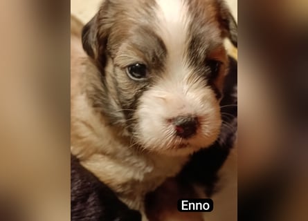 Bildschöne Havaneser Welpen mit Ahnentafel