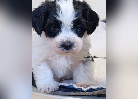 Bildschöne Havaneser Welpen mit Ahnentafel