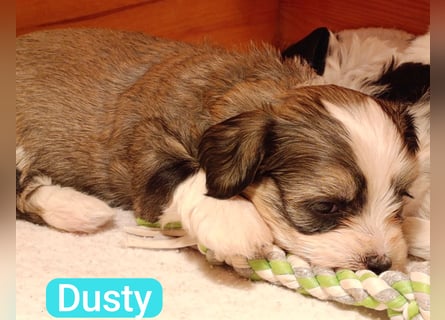 Bildschöne Havaneser Welpen mit Ahnentafel