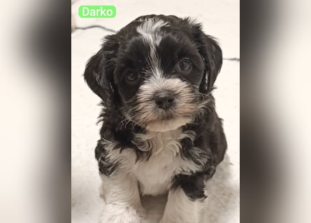 Bildschöne Havaneser Welpen mit Ahnentafel