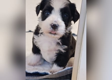 Bildschöne Havaneser Welpen mit Ahnentafel