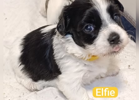 Bildschöne Havaneser Welpen mit Ahnentafel