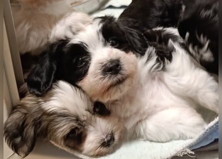 Bildschöne Havaneser Welpen mit Ahnentafel