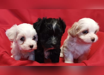 Wundervolle Havaneser Welpen mit Ahnentafel