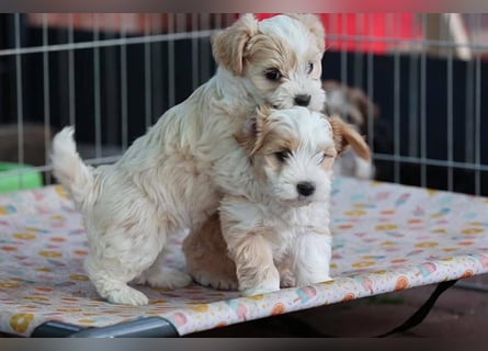 Havaneserwelpen aus VDH Zucht zwischen Hannover und Bremen