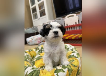 Havaneserwelpen aus VDH Zucht zwischen Hannover und Bremen (Eine Hündin ist noch frei)