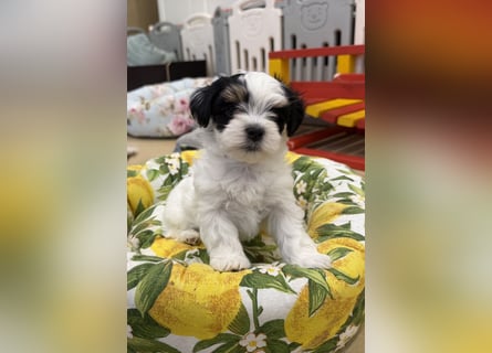 Havaneserwelpen aus VDH Zucht zwischen Hannover und Bremen (Eine Hündin ist noch frei)