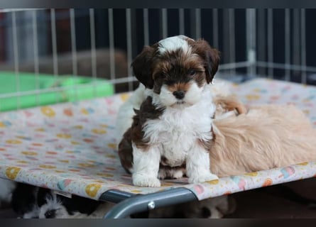 Havaneserwelpen aus VDH Zucht zwischen Hannover und Bremen