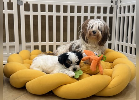 Havaneserwelpen aus VDH Zucht zwischen Hannover und Bremen (Eine Hündin ist noch frei)