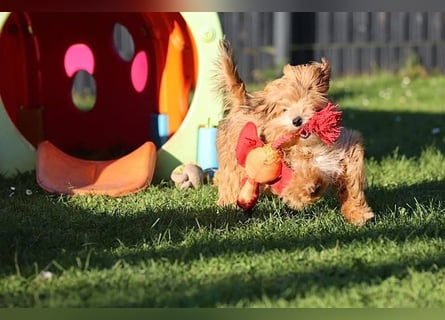 Havaneserwelpen aus VDH Zucht zwischen Hannover und Bremen