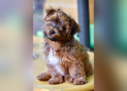 Havaneserwelpen aus VDH Zucht zwischen Hannover und Bremen