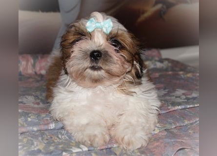 Havaneser Shih Tzu Mix Welpen dürfen ausziehen Oreo und Pepsi