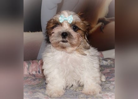 Havaneser Shih Tzu Mix Welpen dürfen ausziehen Oreo und Pepsi