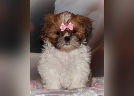 Havaneser Shih Tzu Mix Welpen dürfen ausziehen Oreo und Pepsi