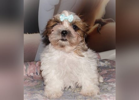 Havaneser Shih Tzu Mix Welpen dürfen ausziehen Oreo und Pepsi