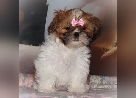 Havaneser Shih Tzu Mix Welpen dürfen ausziehen Oreo und Pepsi