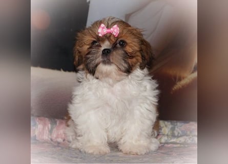 Havaneser Shih Tzu Mix Welpen dürfen ausziehen Oreo und Pepsi