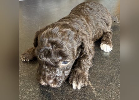 Bezaubernde Welpen aus Bolonka zwetna - Toypudel