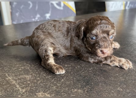 Bezaubernde Welpen aus Bolonka zwetna - Toypudel
