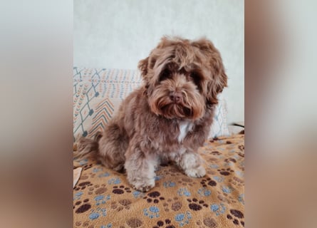 Bezaubernde Welpen aus Bolonka zwetna - Toypudel