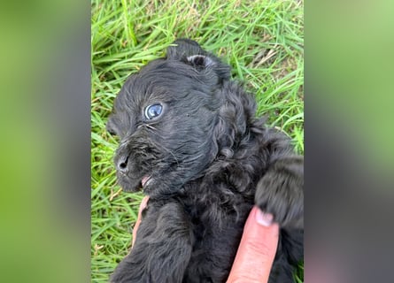 Bezaubernde Welpen aus Bolonka zwetna - Toypudel