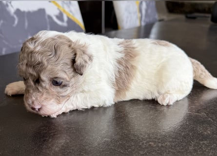 Bezaubernde Welpen aus Bolonka zwetna - Toypudel
