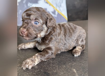 Bezaubernde Welpen aus Bolonka zwetna - Toypudel